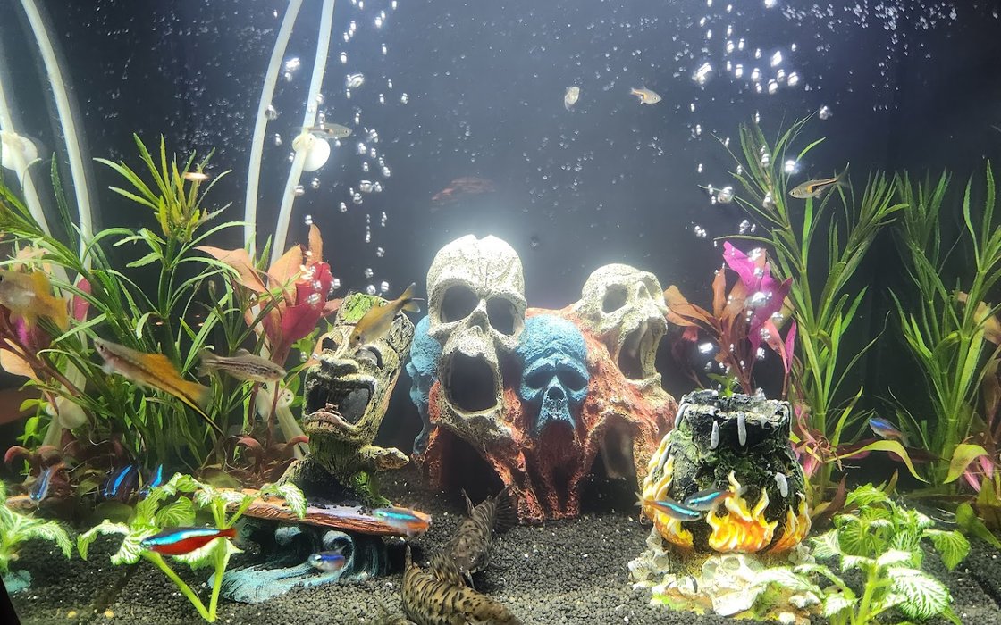 Defecte labyrint Proberen Aquarium World Online | Voor al uw vissen & benodigdheden – Shop in North  Holland, 15 reviews, prices – Nicelocal