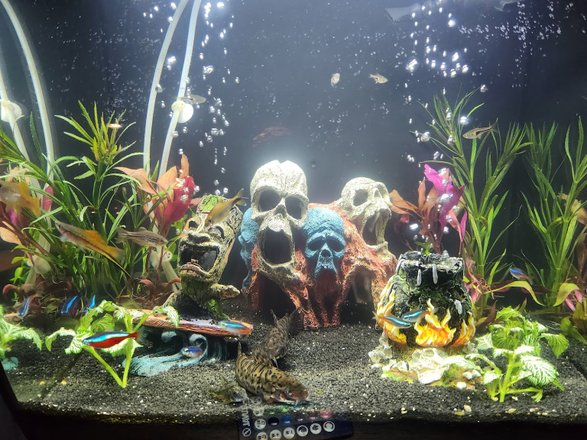 Overtreden Proberen Cordelia Aquarium World Online | Voor al uw vissen & benodigdheden – Shop in North  Holland, 15 reviews, prices – Nicelocal